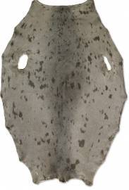 Gr�nlandss�l - Beige - D