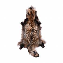 Wild Finnraccoon Skind